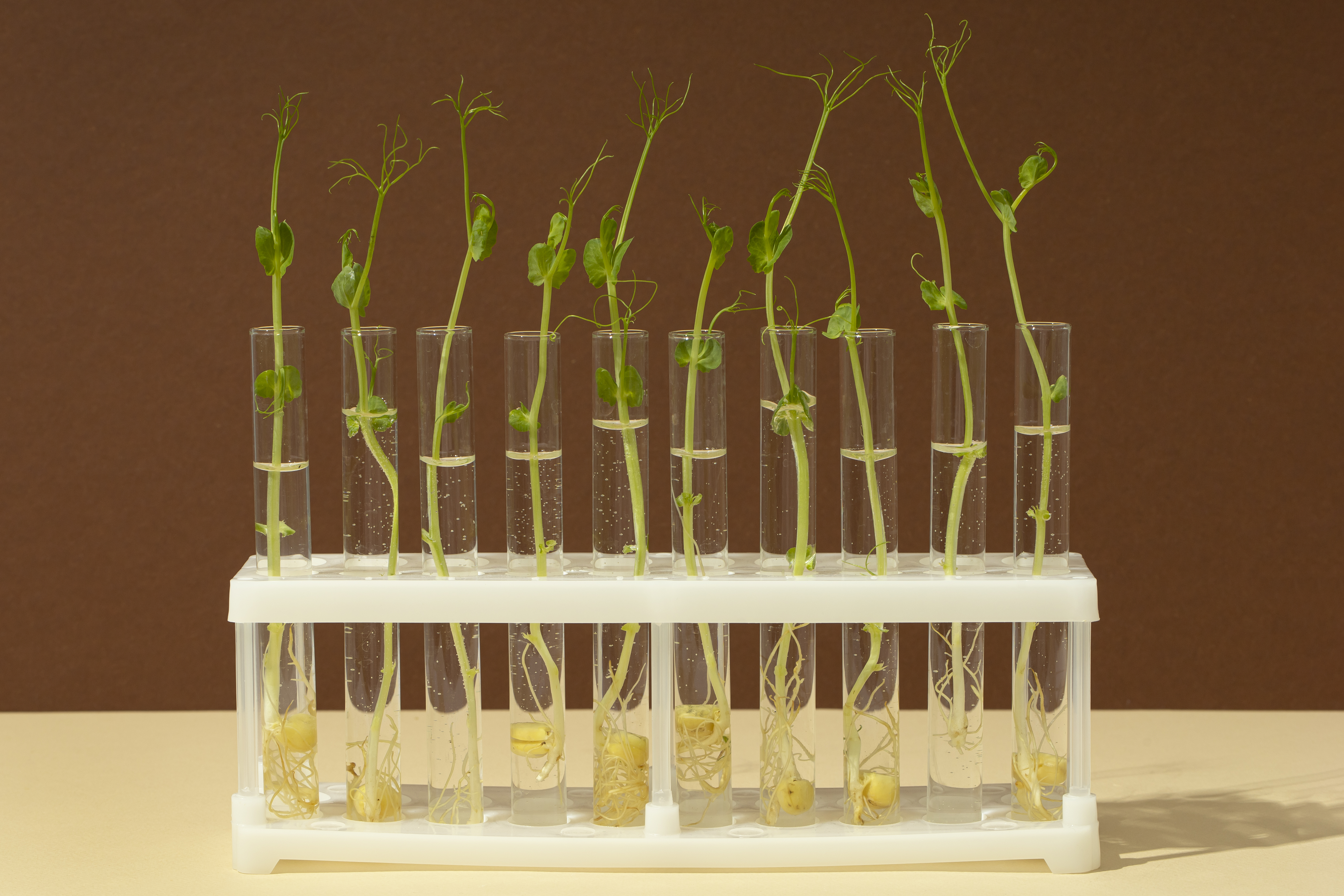 Plant Tissue Culturing