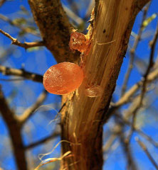 Gum Acacia