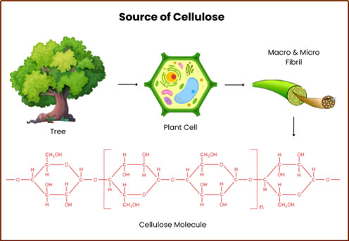 Cellulose Powder Structure