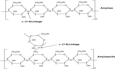 Corn / Potato Starch Structure